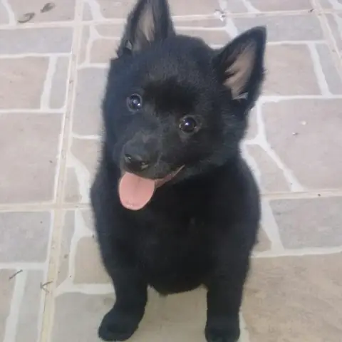 Filhote de Schipperke preto sentado com a língua de fora