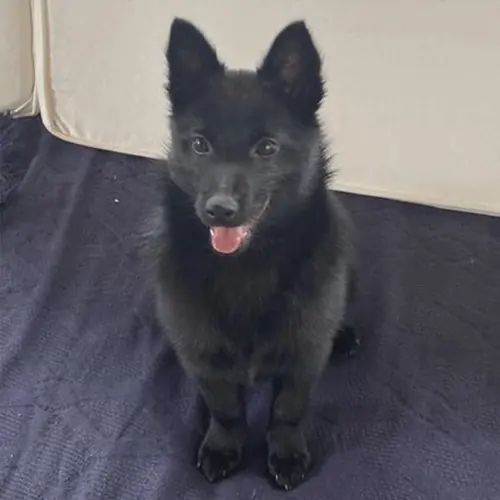 Filhote de Schipperke preto criado em Americana, SP