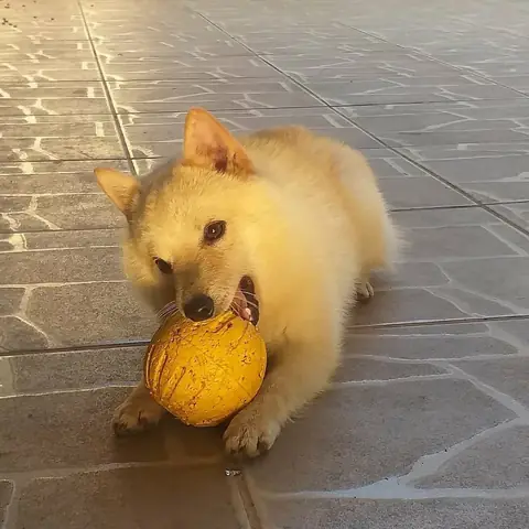 Schipperke de pelagem creme brincando em um playground colorido