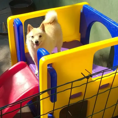 Schipperke de pelagem creme mordendo uma bolinha