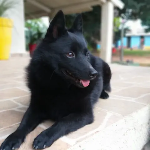 Schipperke adulto deitado na varanda
