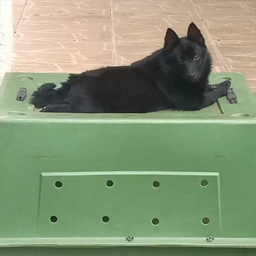 Schipperke preto descansando sobre uma caixa de transporte verde