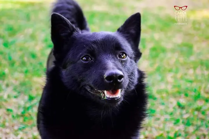 Schipperke preto sorrindo em um gramado, criado no canil Dr. Matilha