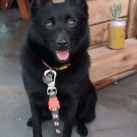Schipperke adulto sentado, usando coleira e guia