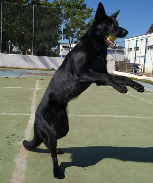 Canil Da Casa Cernache - BOBTAIL Antigo Cão de Pastor Inglês